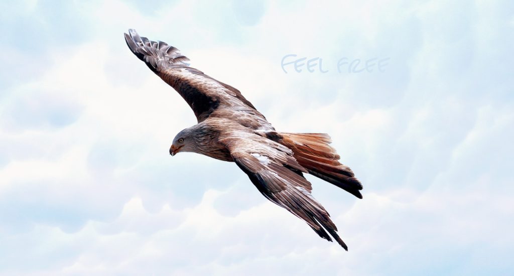 Finding Freedom from the Bondage of Life